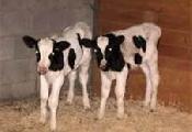 baby cow