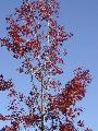 red tree blue sky