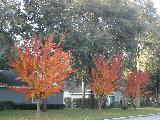 3 flaming trees