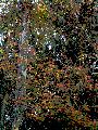 posterized leaves