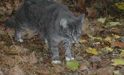 Green Eyed Cat on Leaves