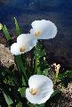 flowers for you