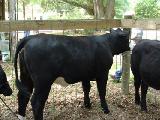 Southern end of a north-bound cow.